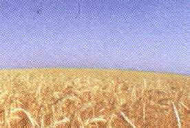 Ясное голубое небо над спелым желтысм хлебным полем - цвета флага Украины