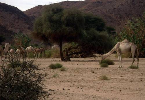 Виды на окраине города Таманрассет. Фото: STR /AFP /Getty Images