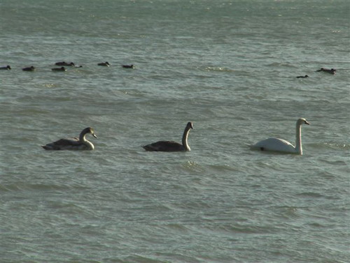 Зимний Коктебель. Фото: Сергей Скорик