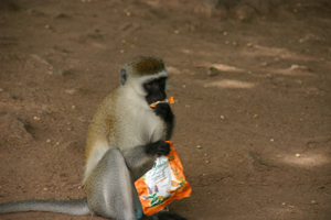 Бабуин с украденными каплями от кашля. Фото: Д-р Гриффорд- Джонс