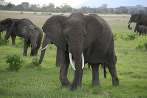 Стадо слонов. Фото: Д-р Гриффорд- Джонс