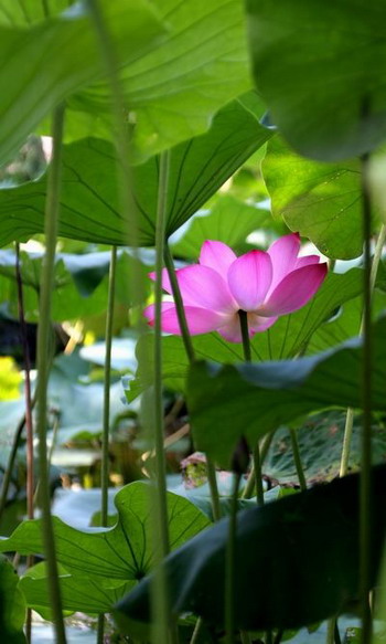 Лотос – символ непорочности и чистоты. Фото с secretchina.com