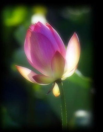 Лотос – символ непорочности и чистоты. Фото с secretchina.com