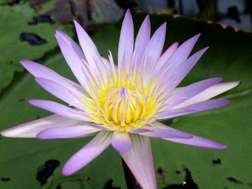 Лотос – символ непорочности и чистоты. Фото с secretchina.com