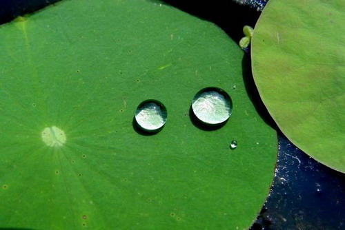 Лотос – символ непорочности и чистоты. Фото с secretchina.com