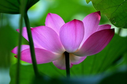 Лотос – символ непорочности и чистоты. Фото с secretchina.com