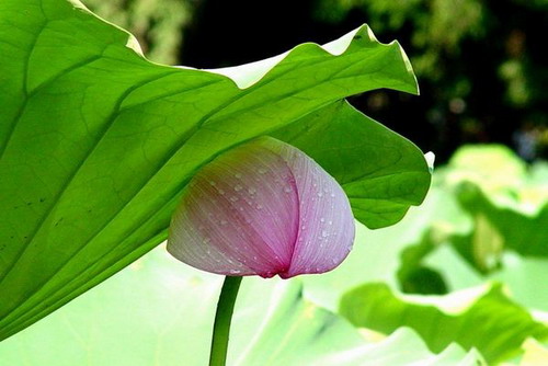 Лотос – символ непорочности и чистоты. Фото с secretchina.com