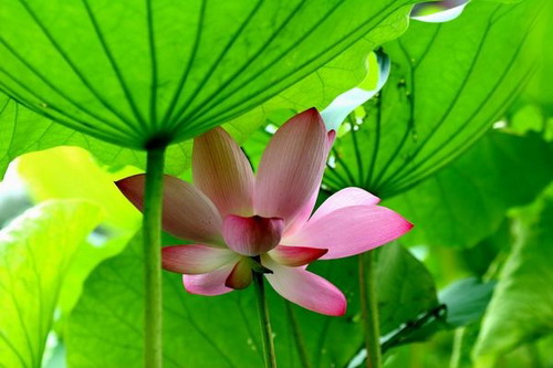 Лотос – символ непорочности и чистоты. Фото с secretchina.com