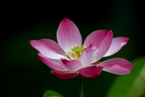 Лотос – символ непорочности и чистоты. Фото с secretchina.com