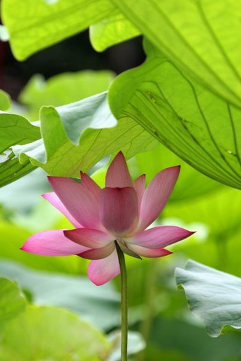 Лотос – символ непорочности и чистоты. Фото с secretchina.com