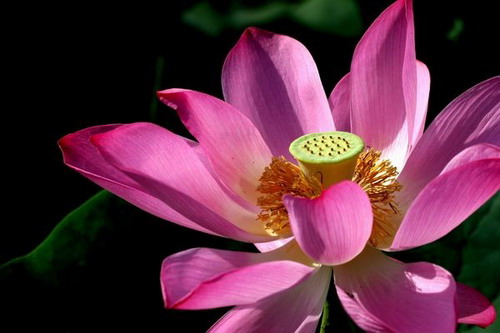 Лотос – символ непорочности и чистоты. Фото с secretchina.com