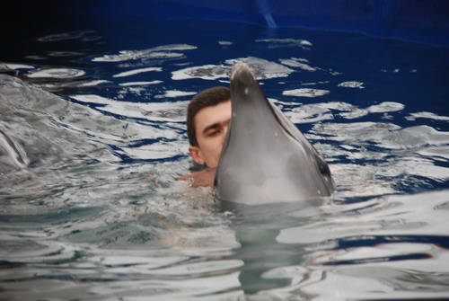 Дельфины Степа и Катя. Фото: Юлия Блохина/Великая Эпоха