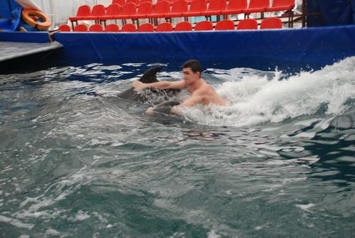 Дельфины Степа и Катя. Фото: Юлия Блохина/Великая Эпоха