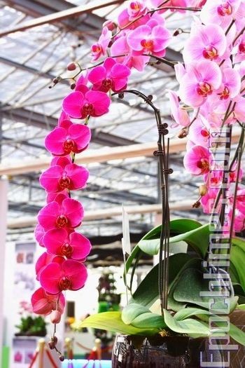 Выставка орхидей в Тайване. Фото: Великая Эпоха