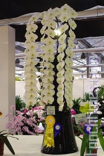 Выставка орхидей в Тайване. Фото: Великая Эпоха