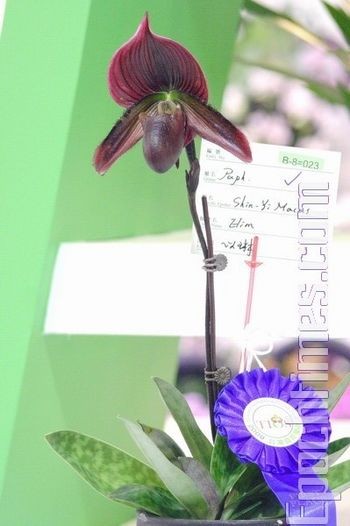 Выставка орхидей в Тайване. Фото: Великая Эпоха