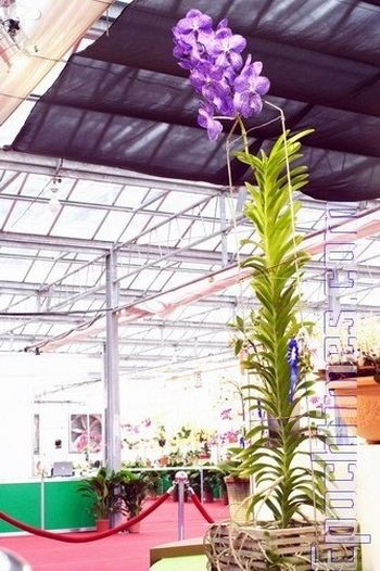 Выставка орхидей в Тайване. Фото: Великая Эпоха