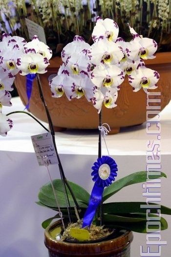 Выставка орхидей в Тайване. Фото: Великая Эпоха