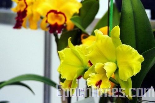 Выставка орхидей в Тайване. Фото: Великая Эпоха