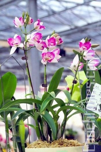 Выставка орхидей в Тайване. Фото: Великая Эпоха