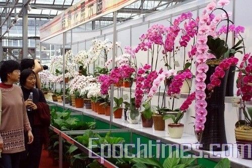 Выставка орхидей в Тайване. Фото: Великая Эпоха