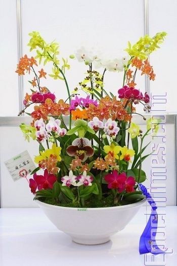Выставка орхидей в Тайване. Фото: Великая Эпоха