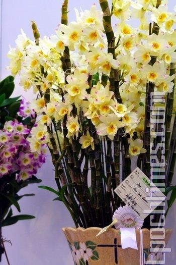 Выставка орхидей в Тайване. Фото: Великая Эпоха