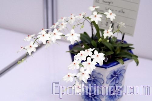 Выставка орхидей в Тайване. Фото: Великая Эпоха