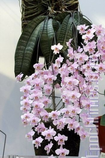 Выставка орхидей в Тайване. Фото: Великая Эпоха