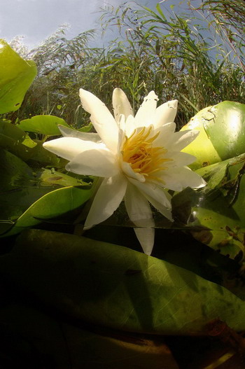  Фотографии Светланы Носовой, сделанные под водой.