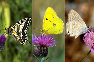 Фото: adelanta.info