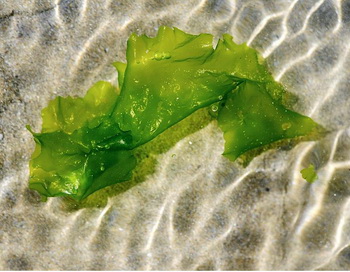 Зеленые морские водоросли могут стать следующим источником биологического топлива, заменив зерно, сахарную свеклу, рапс и сою. Фото: Fred Tanneau/AFP/Getty Images Зеленые морские водоросли могут стать следующим источником биологического топлива, заменив зерно, сахарную свеклу, рапс и сою. Фото: Fred Tanneau/AFP/Getty Images