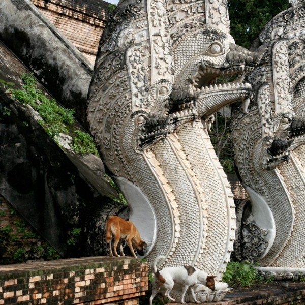 Приют для собак в Чиангмае (Таиланд), где каждый вечер собаки питаются рисом с небольшим количеством отварного мяса. Фото: Nola Lee Kelsey