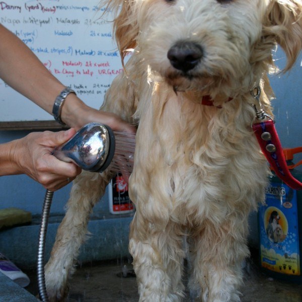 Длинношерстные собаки нуждаются в мытье специальным медицинским шампунем, Чиангмай, Таиланд. Фото: Nola Lee Kelsey