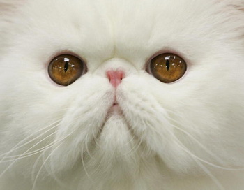 Фото: TIMOTHY A. CLARY/AFP/Getty Images