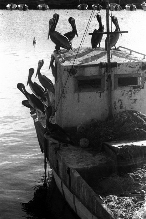 Пеликаны в мексиканском городе Лорето на полуострове Баджа. Фото: Mark Chester