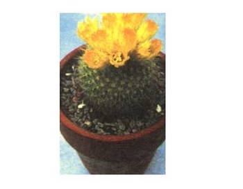 Пародия золотистоколючковая (Parodia aureispina). Фото: Floral-City.ru