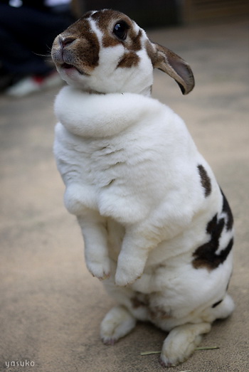 Кролик известен как безобидное и пушистое создание. Фото с сайта krolik.com