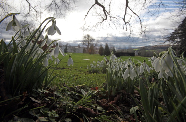 Подснежники в Англии. Фото: Matt Cardy/Getty Images Подснежники в Англии. Фото: Matt Cardy/Getty Images