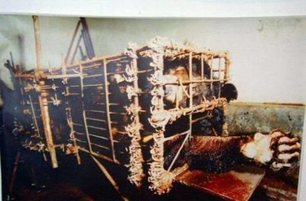 Этих  медведей держат в клетках, где они не могут ни стоять, ни развернуться, ни размяться, даже солнце не проникает  сюда. Когда у них берут желчь, они могут только громко реветь и качать головой от невыносимой боли. Фото: 360doc.com Этих  медведей держат в клетках, где они не могут ни стоять, ни развернуться, ни размяться, даже солнце не проникает  сюда. Когда у них берут желчь, они могут только громко реветь и качать головой от невыносимой боли. Фото: 360doc.com