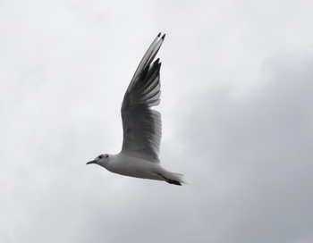 Чайка. Фото: Николай Богатырев Чайка. Фото: Николай Богатырев