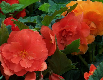 В один из теплых летних дней, когда природа вокруг играет красками. Фото: Екатерина Кравцова/Великая Эпоха