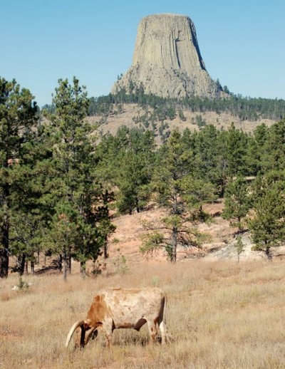 Длиннорогий бык пасется возле «Башни дьявола» или «Логова Медведя», как называют это место коренные американцы. Фото предоставлено Myriam Moran