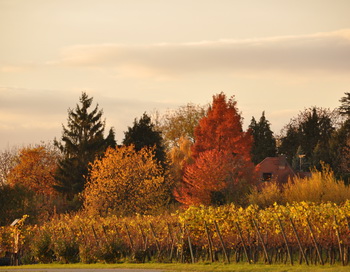 Осень. Фото: Николай Богатырев