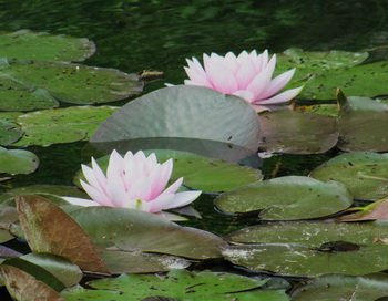 Фото: Николай Богатырёв