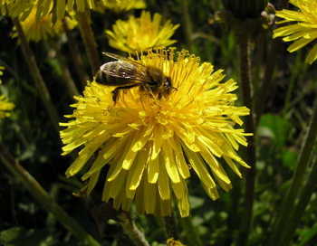 Весенняя пчёлка и Маша. Из цикла Детские ассоциации. Фото предоставлено автором.