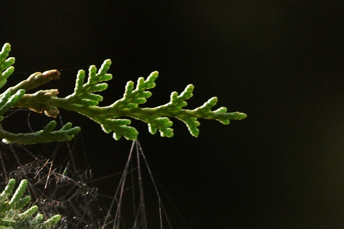 Ресницы кипарисовых листов венчаются чешуйчатой слезою, Фото: Хава Тор/Великая Эпоха (The Epoch Times) Ресницы кипарисовых листов венчаются чешуйчатой слезою, Фото: Хава Тор/Великая Эпоха (The Epoch Times)