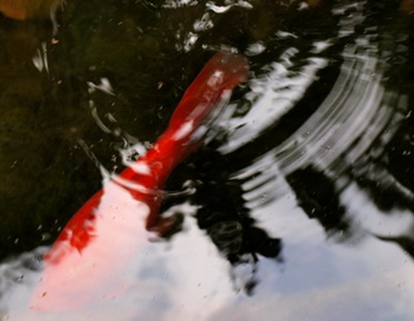 Чему меня научила жизнь. Фото: Хава ТОР/Великая Эпоха Чему меня научила жизнь. Фото: Хава ТОР/Великая Эпоха