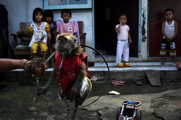 Фоторепортаж об уличном представлении в Индонезии. Фото: Ulet Ifansasti/Getty Images