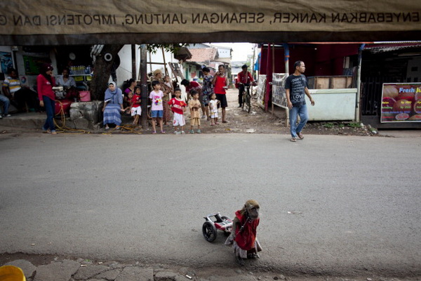 Фоторепортаж об уличном представлении в Индонезии. Фото: Ulet Ifansasti/Getty Images